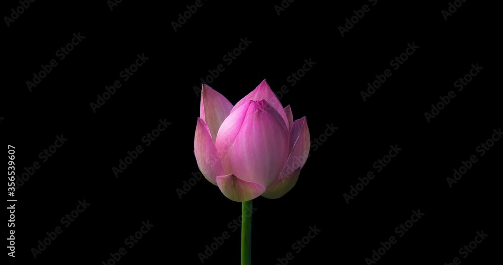 Poster 4k time lapse opening of a pink lotus flower,alpha channel