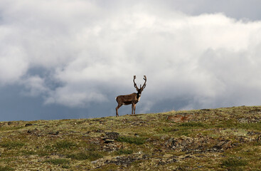 Forty Mile Caribou herd tundra Alaska © Ian