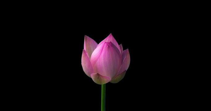 4K Time lapse opening of a pink lotus flower,alpha channel
