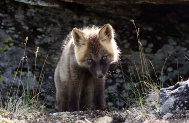 Arctic fox kit Alaska tundra