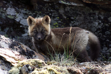 Arctic fox kit Alaska tundra