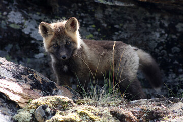 Arctic fox kit Alaska tundra