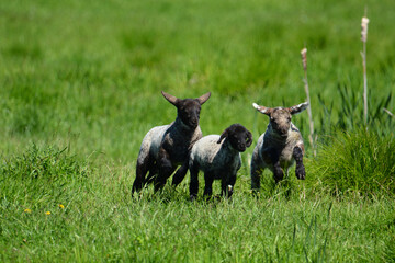 Naklejka na ściany i meble Happy Baby lambs in spring meadow