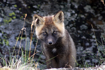 Arctic fox kit Alaska tundra