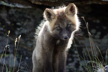 Arctic fox kit Alaska tundra