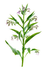 Medicinal plant comfrey Symphytum officinale on a white background. It is used for outdoor applications, on gardening,