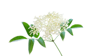 Bloom elderflower Sambucus nigra on white background. Common names: elder, elderberry, black...