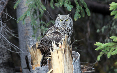 Great Horned Owl Tok, Alaska