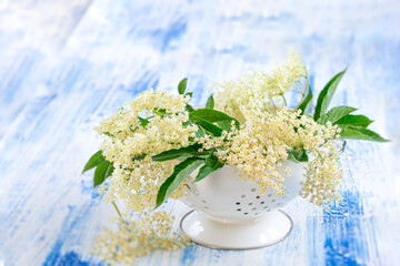Bloom elderflower Sambucus nigra on white background. Common names: elder, elderberry, black elder,, European elderberry and European black elderberry.