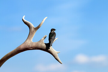 Swallow on caribou antler Alaska