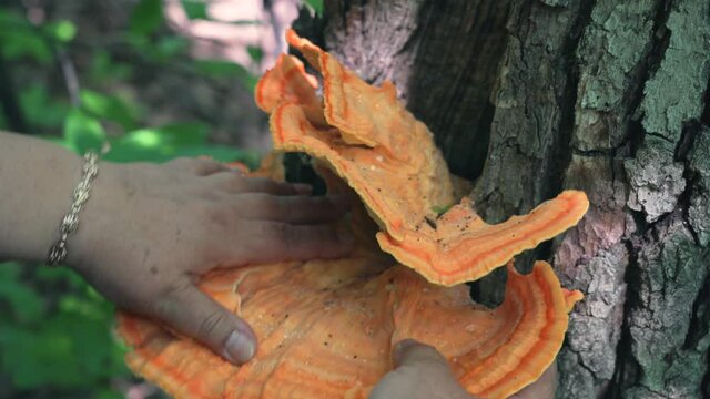 Female hands puts Tinder fungus sulfur-yellow or Laetiporus sulphureus - fungus-tinder fungi family Polyporaceae growing on trees