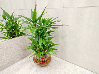 Lucky bamboo tree for home decoration placed in front of mirror known as Dracaena sanderiana plant.