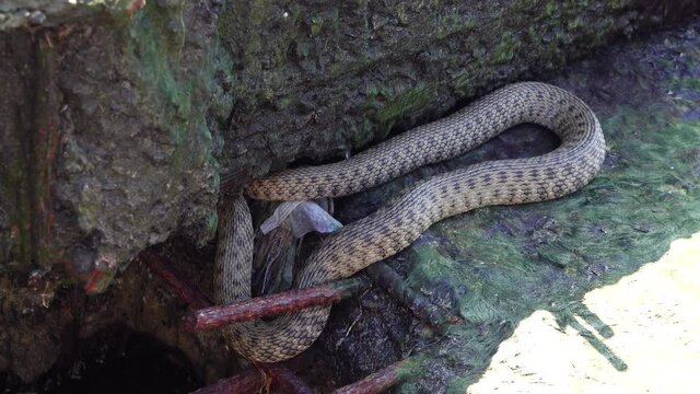 The dice snake (Natrix tessellata) lies on a stone, Hadzhibey estuary, Ukraine