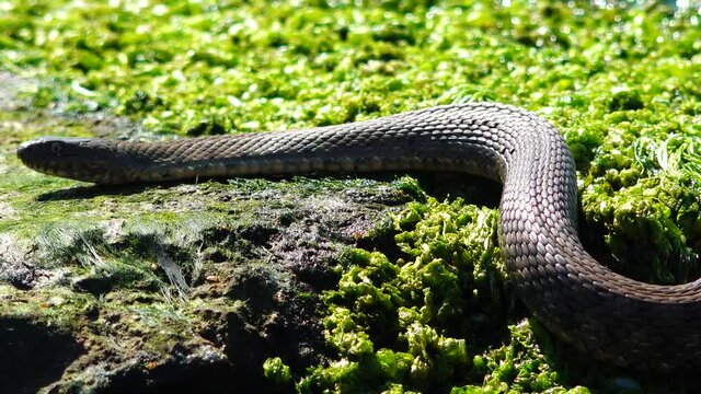 The dice snake (Natrix tessellata) lies on a stone with green algae, Hadzhibey estuary, Ukraine