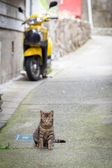 愛知県 知多半島の離島 篠島のネコ