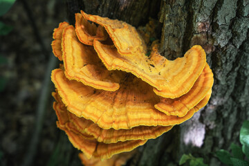 Tinder fungus sulfur-yellow or Laetiporus sulphureus - fungus-tinder fungi family Polyporaceae...