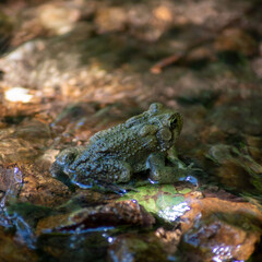 American Toad in woodland creek natural habitat. Closeup texture dappled sunlight and copy space. Nature background, focus on foreground.