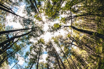 Bosque circular