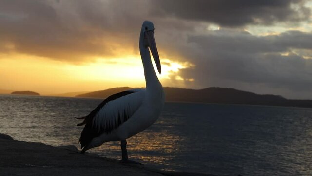 pelican at sunset