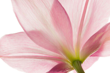 Closeup of a pink flower on white background