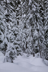 Fototapeta na wymiar Snow-covered evergreen trees in winter at Snoqualmie Pass, WA 