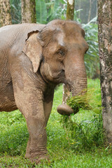 Fototapeta premium Nature Elephant living green forrest