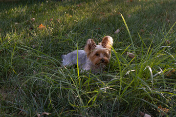 Playful Yorkie puppy small dog outdoors laying and playing in the grass on a farm backyard on a sunny summer day 