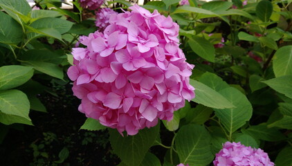 Beautiful spring flowers call for comfort, Moscow, Russia