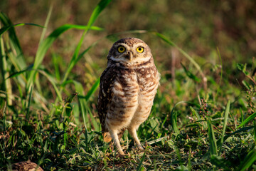 Owl - Coruja-buraqueira Athene cunicularia 