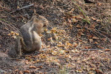 Naklejka na ściany i meble Ground squirrel eating on the forest floor.