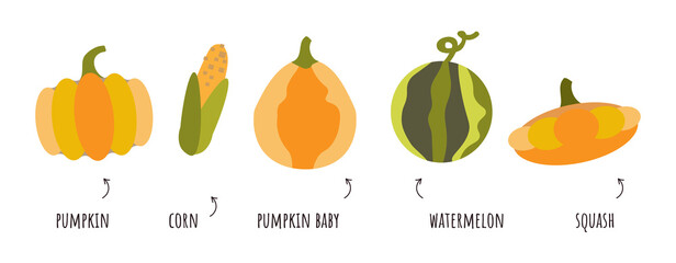 Vector set clip art of organic food, vegetables in flat style. Growing melons, watermelons, patissons. Set of pumpkin plants. Vector illustration on a white background.