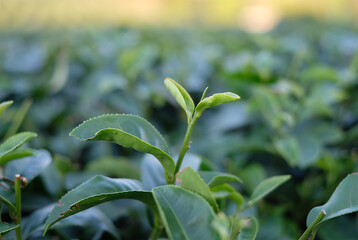 close up of fresh green leaves