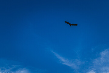 fly, bird