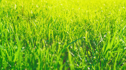 Grass of lawn in warm sunshine.