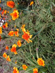 orange and yellow flowers
