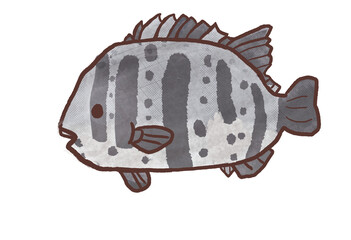 
R:メルヘンな水族館 イシガキイシダイ