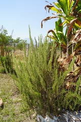 planta de romero 