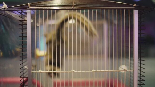 Common Marmoset Jumping And Doing Back Flip Inside The Small Cage In An Animal Cafe In Harajuku, Tokyo, Japan.  -close up shot