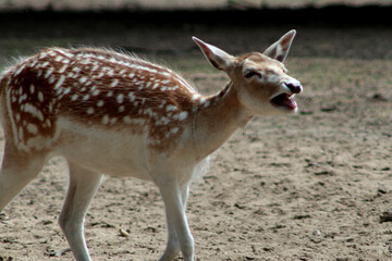 Female fellow deer roars for somebody