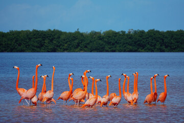 Obraz premium Celestun, Yucatan, Mexico: American flamingos - Phoenicopterus ruber - wading in the shallow waters of the Celestun Biosphere Reserve.