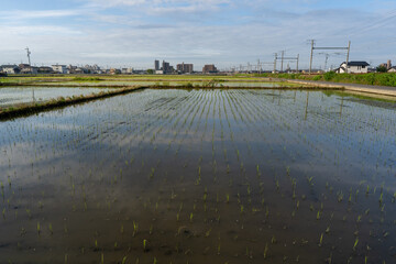 田んぼ