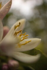 flor de limonero macro, bokeh