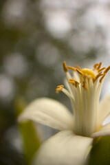 Obraz premium flor de limonero macro, bokeh