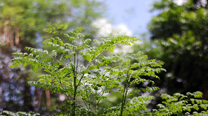 Green trees plant with leaves isolated in green bokeh blurred background with blue sky, can use as blurred background. Selective focus on foreground. Natural evergreen concept in summer season.