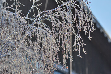 Branches of trees covered with hoarfrost in the first rays of the sun