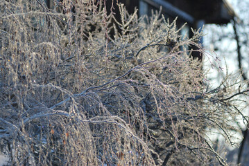 Branches of trees covered with hoarfrost in the first rays of the sun