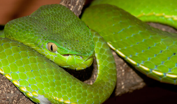 Venomous green viper