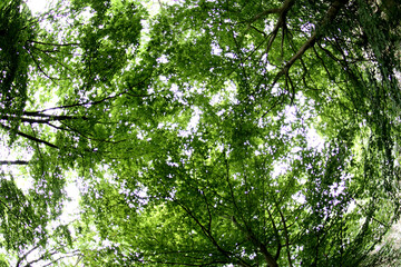 Fototapeta premium Treetops photographed from bottom to top