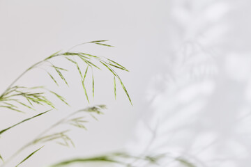 the minimalistic concept. wild green grasses on a light background in blurry focus. mood aesthetics, top view