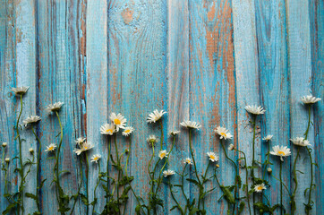 Flower composition. Border of field daisies (Leucanthemum) at the light blue wooden wall. Free space.